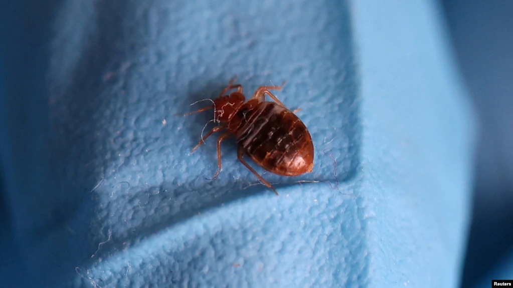 European bedbugs reach Africa