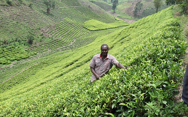 Featured image for Farmers demand action as  Igara - Buhweju tea factory  crisis further deepens