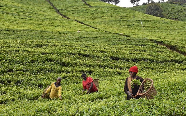 Featured image for Igara tea factory on verge of closure as farmers halt supply