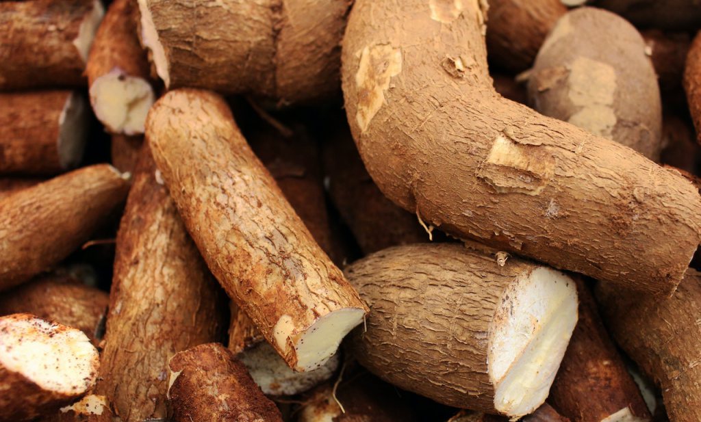 Featured image for Cassava: Unveiling the Nutritional Powerhouse of the Tropics