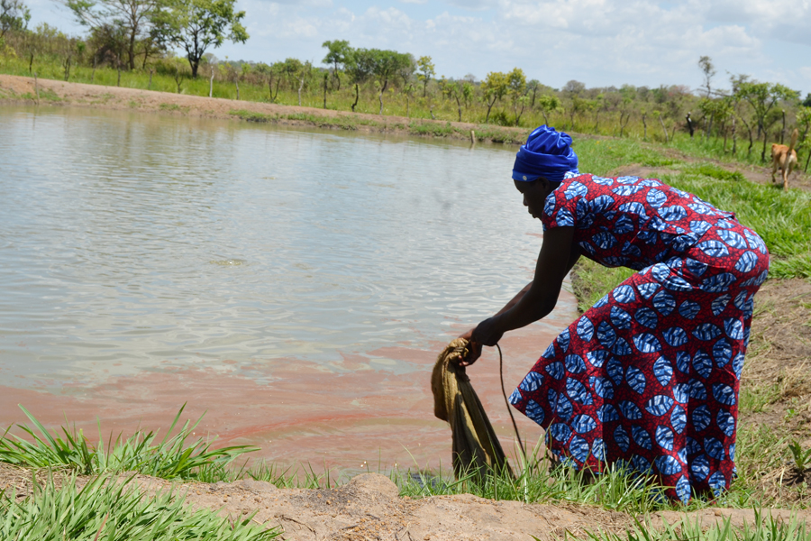 Featured image for Omoro farmers find treasure in fish farming