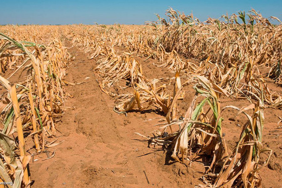 Featured image for Zimbabwe declares national disaster over drought