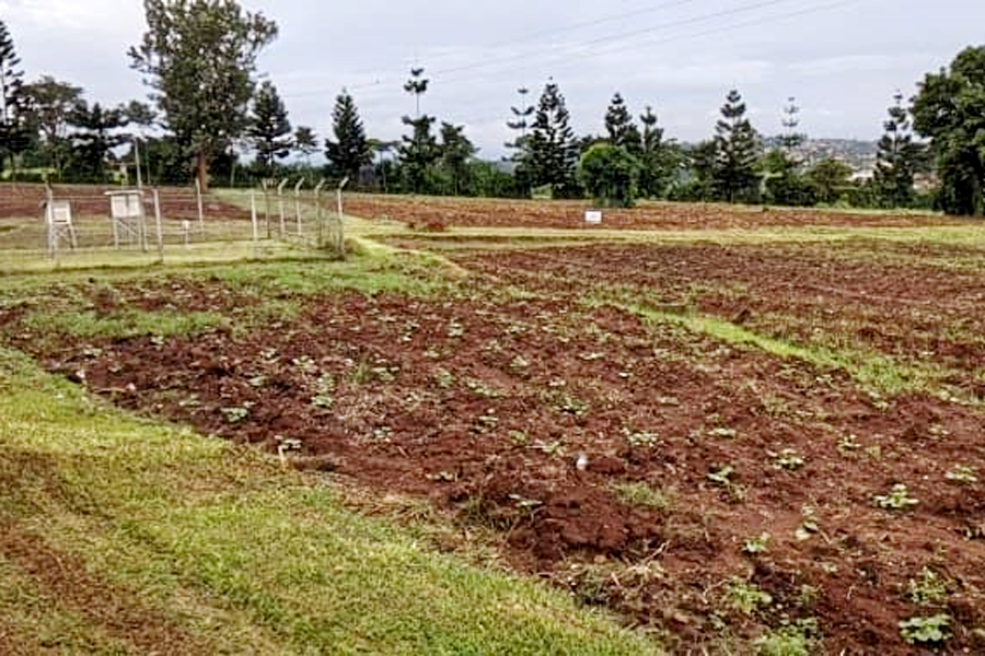Featured image for UCU kicks agricultural research institute out of Mukono land