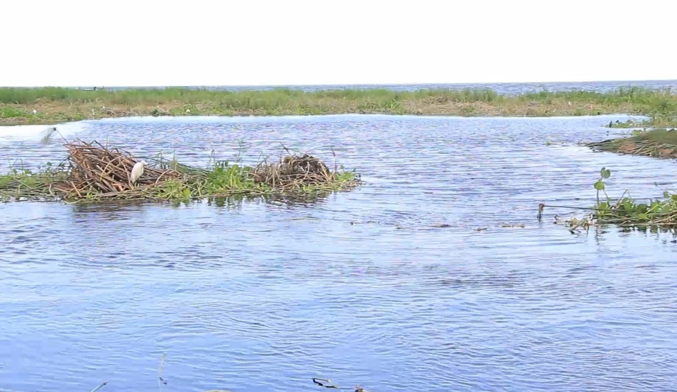 Featured image for Algae chokes lake, leaves Kasensero residents at crossroads