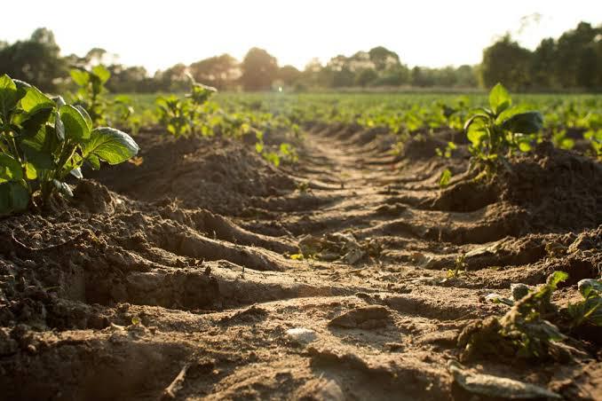 Busitema University to Launch Uganda Soil Institute During World Soil Day
