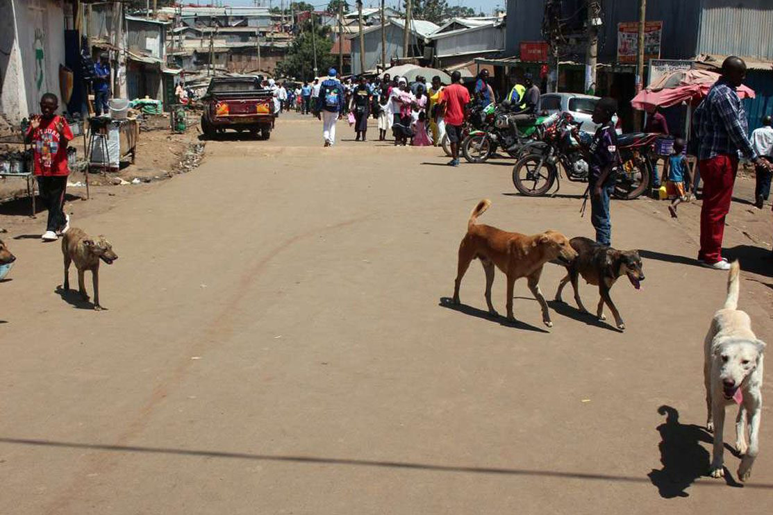 Featured image for Rising Dog Bite Cases Raise Alarm in Butaleja