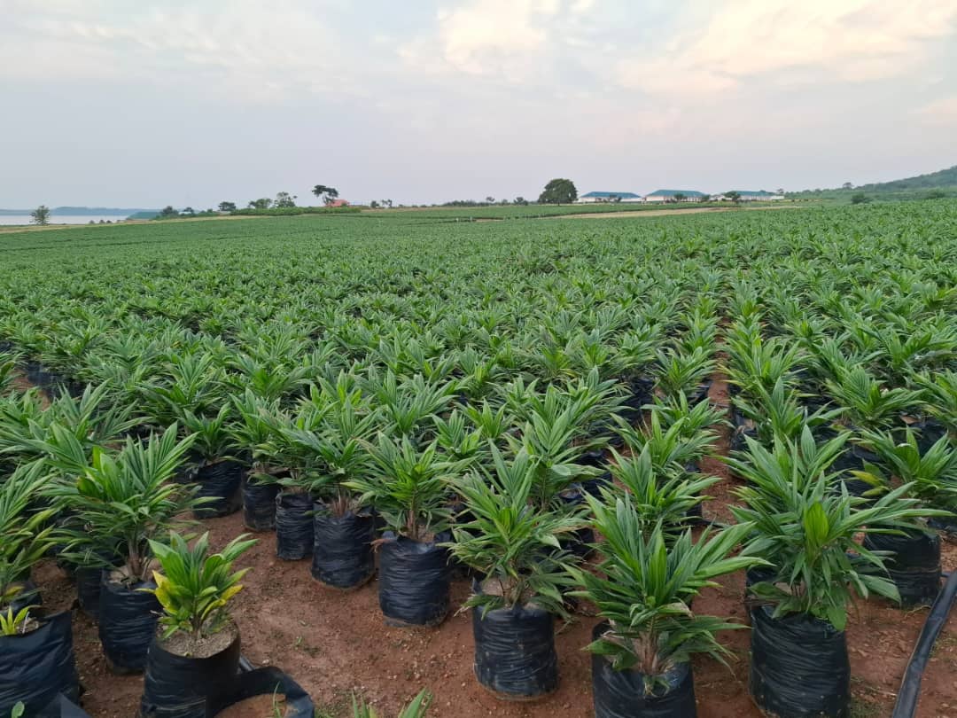 Featured image for Oil Seed Project Struggles in Fourth Year Amid Procurement and Logistical Setbacks