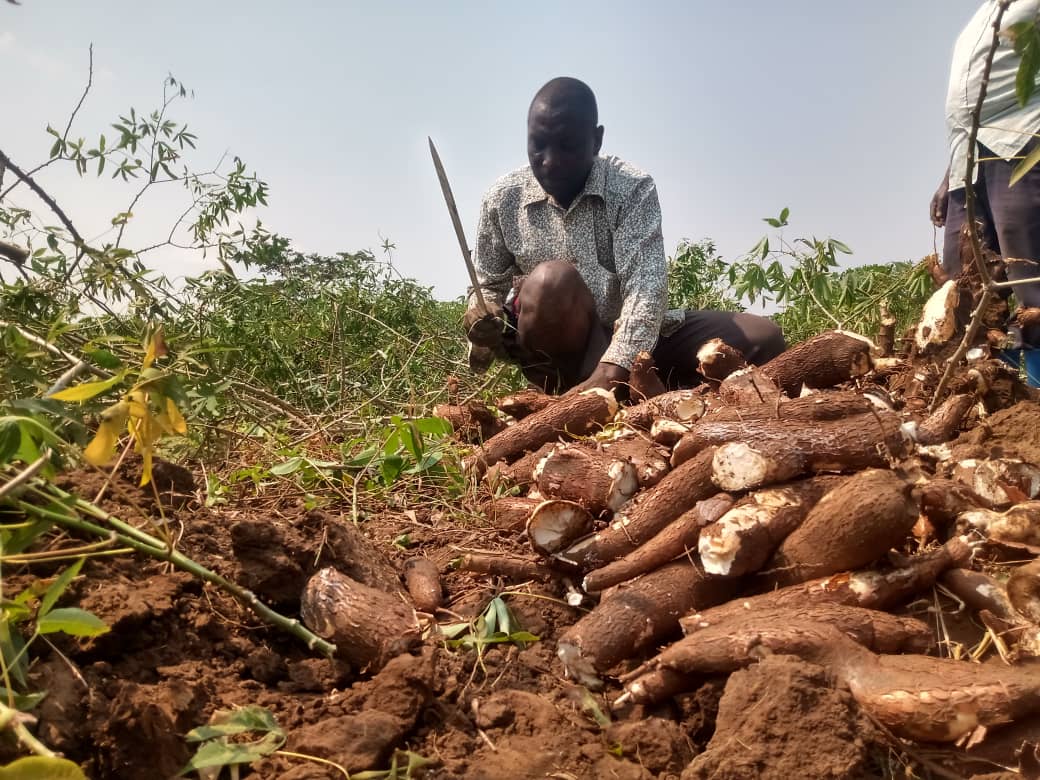 Featured image for Butebo, Pallisa, Bukedea cassava farmers demand govt action over drop in prices