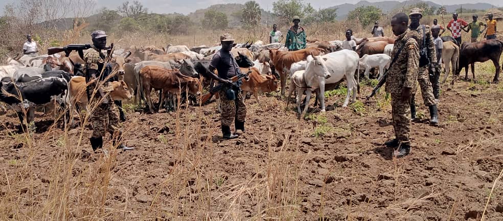 Featured image for 120 Stolen Cattle Recovered in Abim After Security Forces Track Raiders