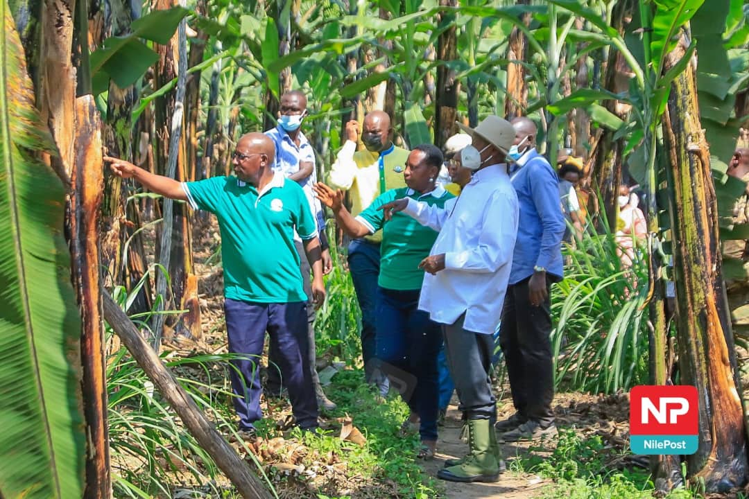 Featured image for Rubirizi PDM, Sheema Pamoja Farmers Impress Museveni