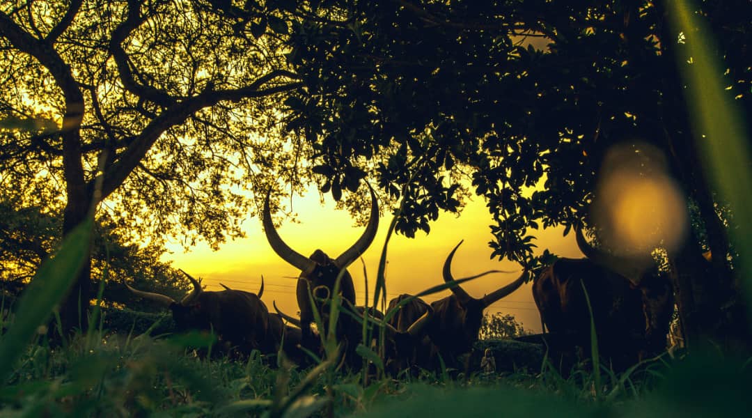 Featured image for Uganda Moves to Prioritize Agro-Tourism, Nshenyi Cultural Village Leading the Way