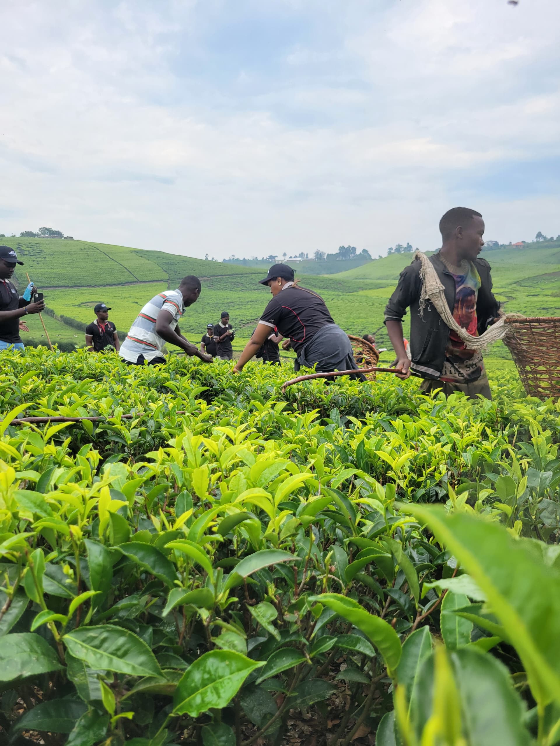 Featured image for Kabeihura Farmers Ltd: A Model for Agro-Tourism, High-Production Farming in Uganda