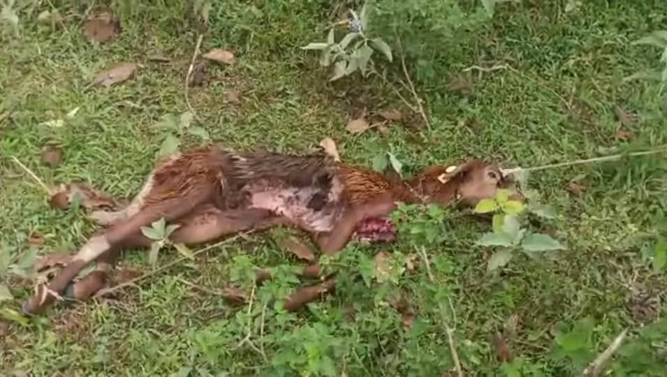 Mysterious Predator Kills 13 Goats in Mubende