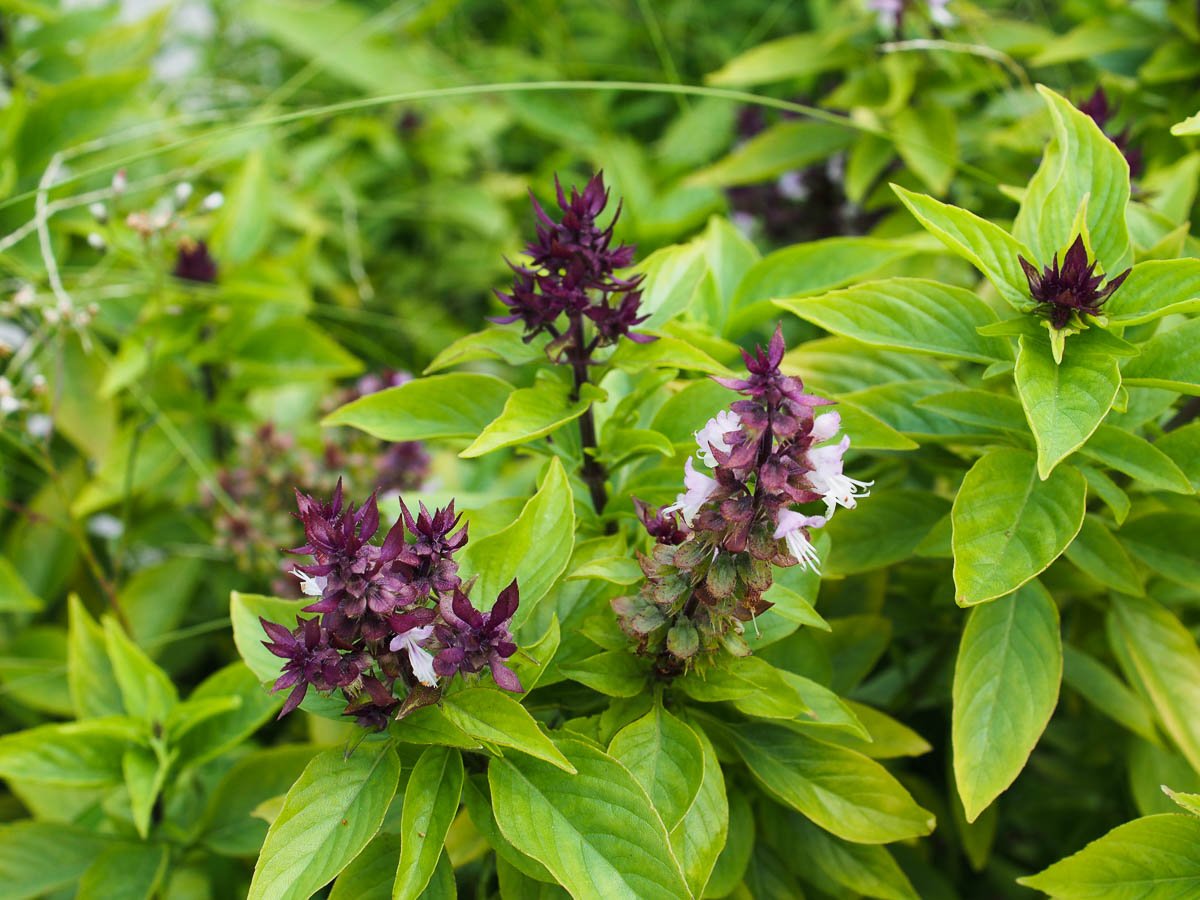 Basel: The Flavorful Spice Packed with Health Benefits