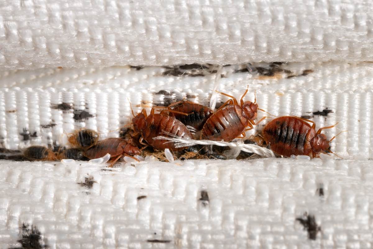 Featured image for Bedbugs Infest Kampala Taxis
