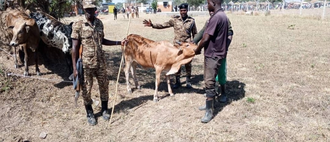 Featured image for Security Forces Kill Cattle Theft Suspect, Mob Lynches Another in Kotido