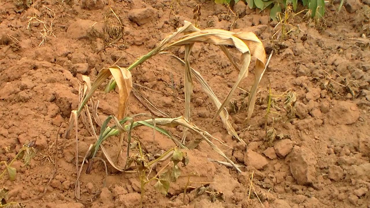 Drought Deepens Financial Struggles for Farmers and Saccos Amid Rising Loan Defaults