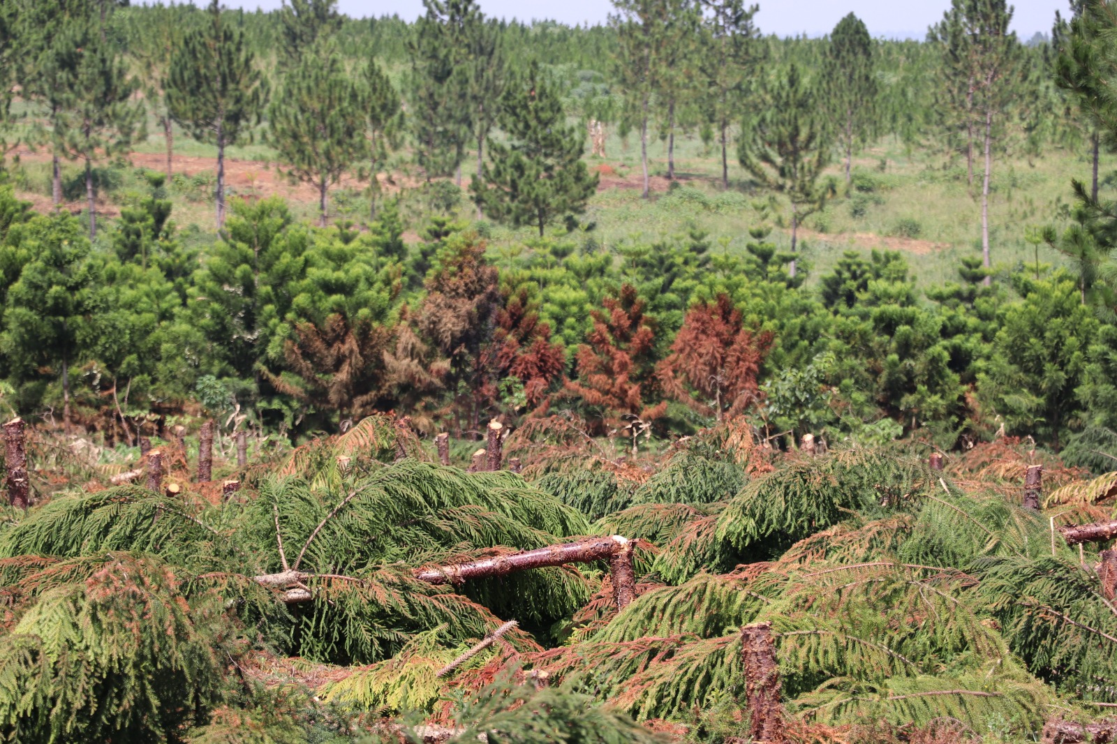 Featured image for NFA Cancels 112 Illegal Land Titles in Central Forest Reserves
