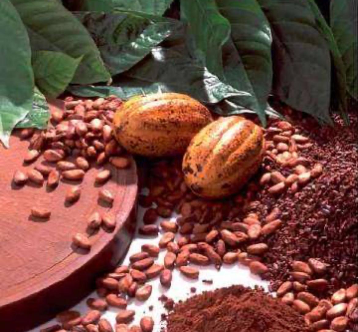 Uganda’s Cocoa Production Surges with Swiss Contact’s DMF Project