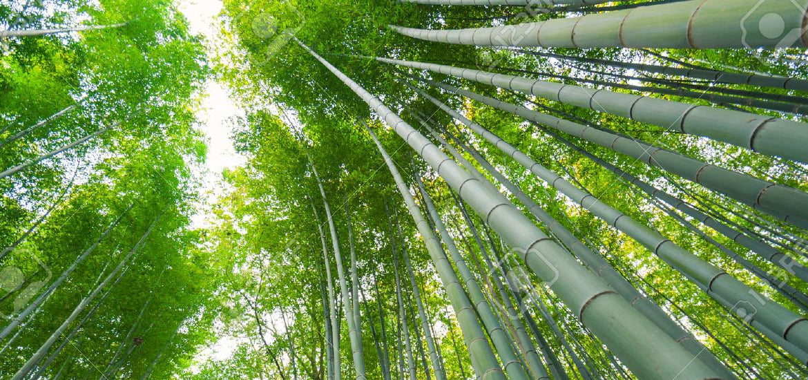 Featured image for Bugisu Cultural Institution Proposes Bamboo Planting to Tackle Environmental Challenges