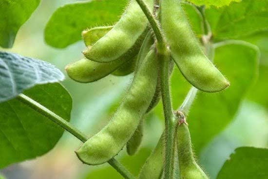 Featured image for Busoga Consortium Promotes Soya Bean Farming to Boost Agriculture and Empower Farmers