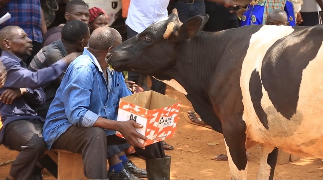 Nakasongola farmers decry rampant cattle theft