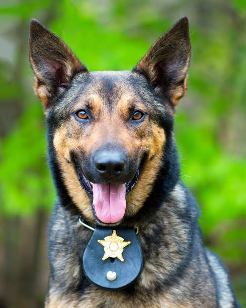 Nakaseke Police Launches Dedicated K9 Unit to Boost Crime Prevention and Rescue Efforts