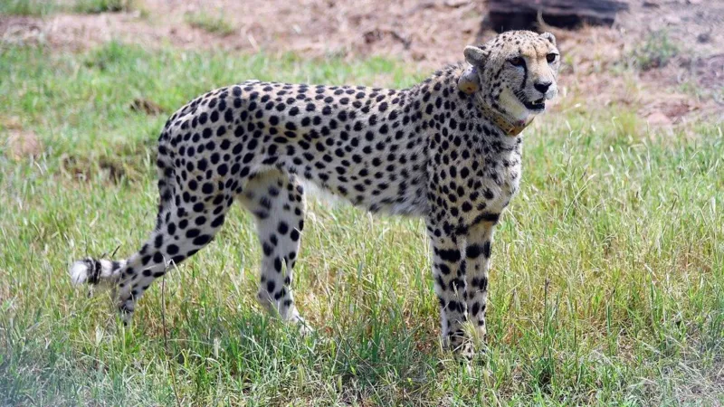 Inquiry against Indian man seen giving water to cheetahs in viral video