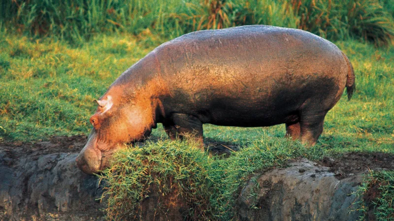 Fifty hippos killed by anthrax in DR Congo