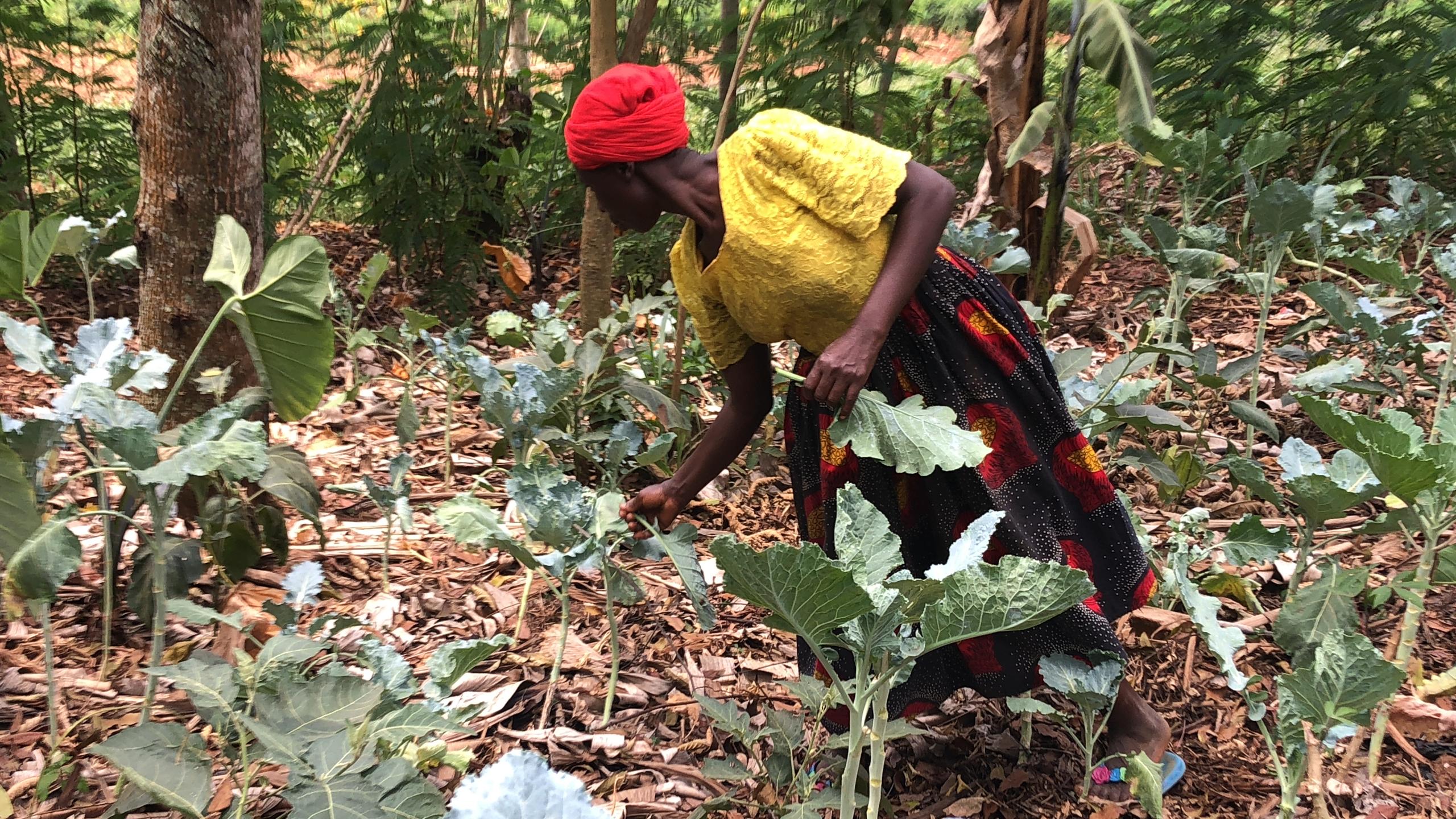 Farmers Turn to Forest Gardens to Reclaim Land and Livelihoods