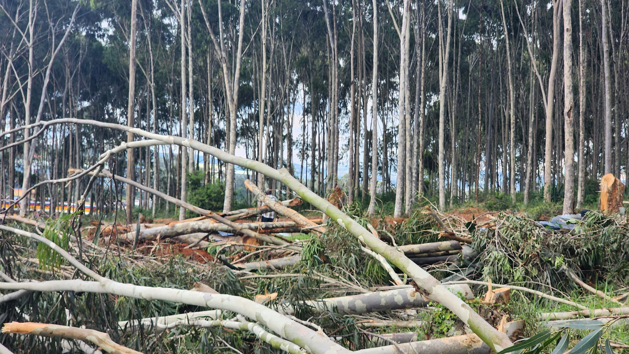 Mystery Investor Cuts Down NFA Trees in Mbarara