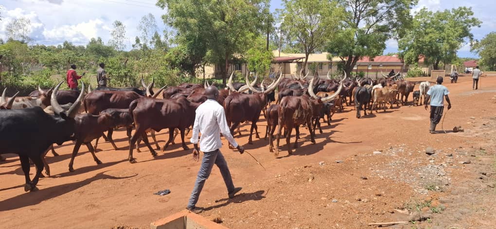 South Sudanese Nationals Arrested Over Theft of 200 Cattle
