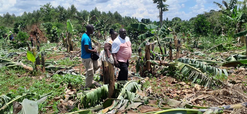 Vision Journalist Counts Shs200m Loss As Banana, Coffee Farm is Razed in Night Attack