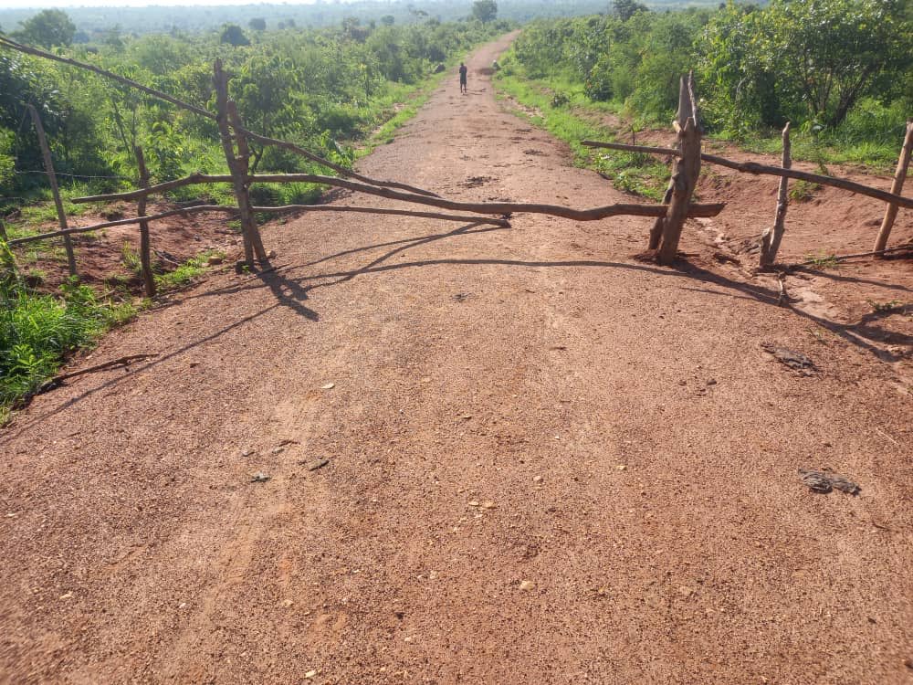 Amuru Cattle Keeper Takes Over Public Road