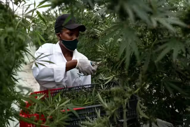 Rwanda Says Medical Cannabis Facility Nearly Complete