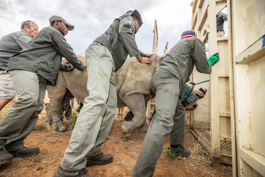 Rwanda Receives 70 White Rhinos in Landmark Translocation to Akagera National Park