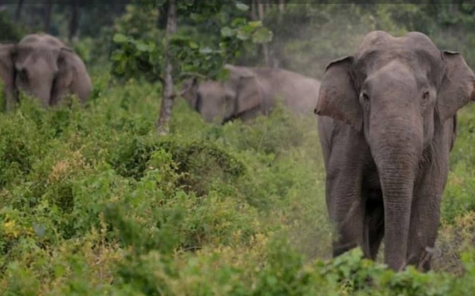 Stray Elephants Destroy Over 300 Acres of Crops in Kasese