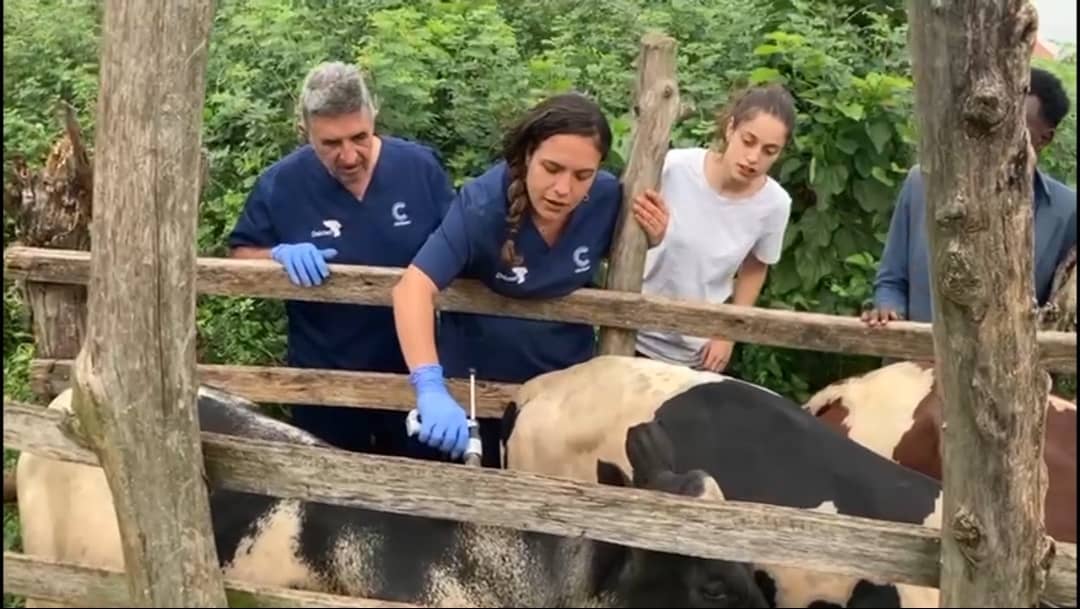 Ugandan-Spanish research targets deadly livestock disease in Kasese cattle corridor