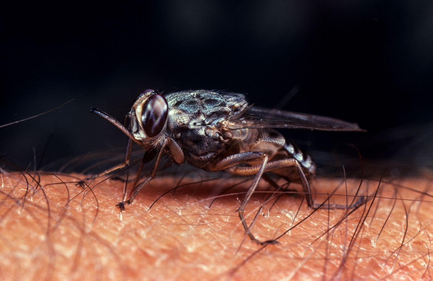WHO Declares Kenya Free of Sleeping Sickness as Public Health Threat