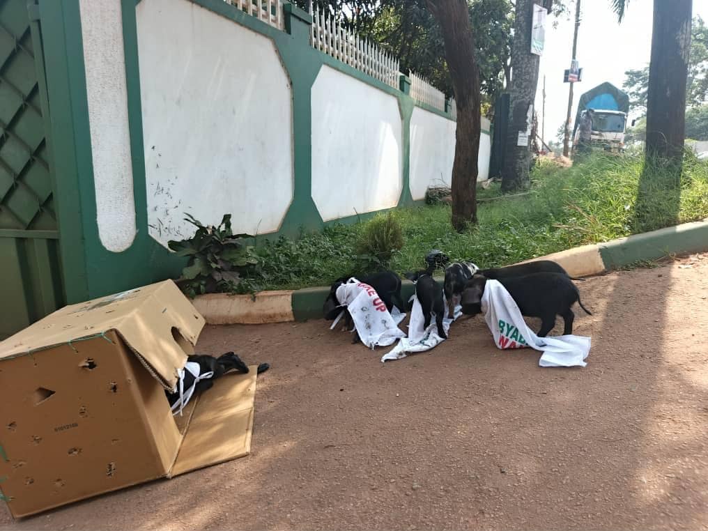 Pigs Dumped at DP Headquarters